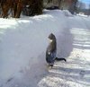 cat snow.jpg