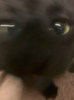 cat blur.png