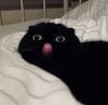 Cat blep.jpg