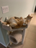 cat lounging.png