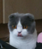 Cat tongue.png