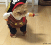 pirate_cat.gif