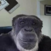 monke.png