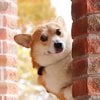 funny-expressive-dog-corgi-genthecorgi-1-5-5f0ea721d0f3f__700.jpg