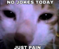 no cats only pain.png
