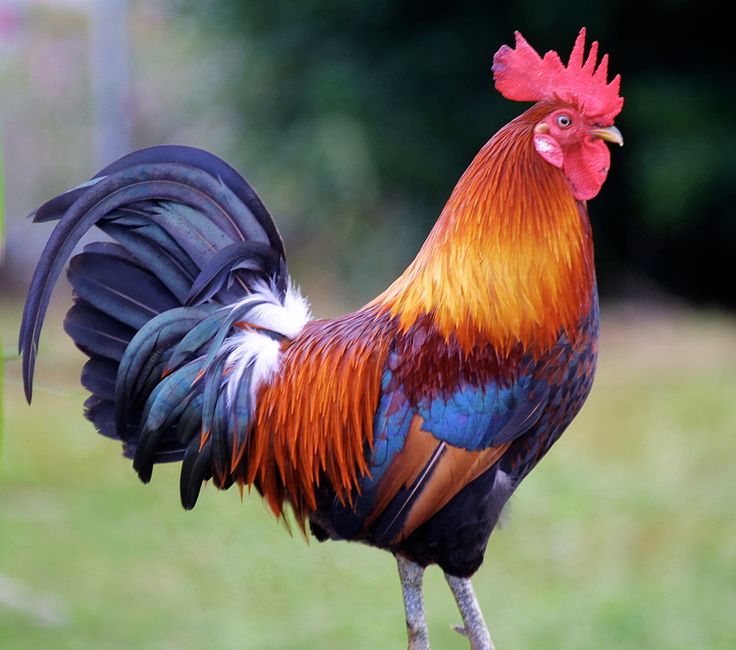 ac550965bc81d183c286cff303ae159f--rooster-images-rooster-photos.jpg