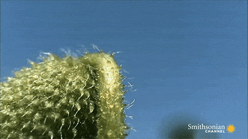 plants GIF by Digg